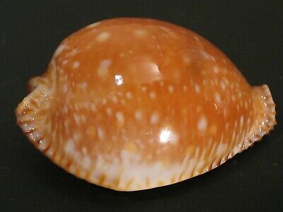 Hard2get...cypraea Guttata~46.5mm/gem~philippines Seashell
