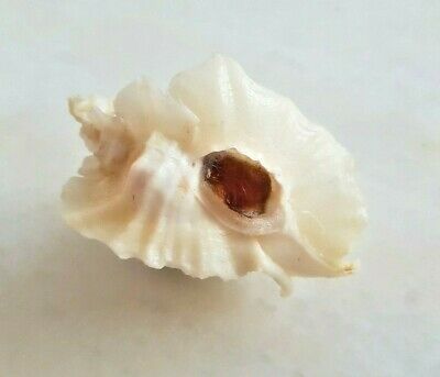 Seashell Ceratostoma Foliatum White Shell